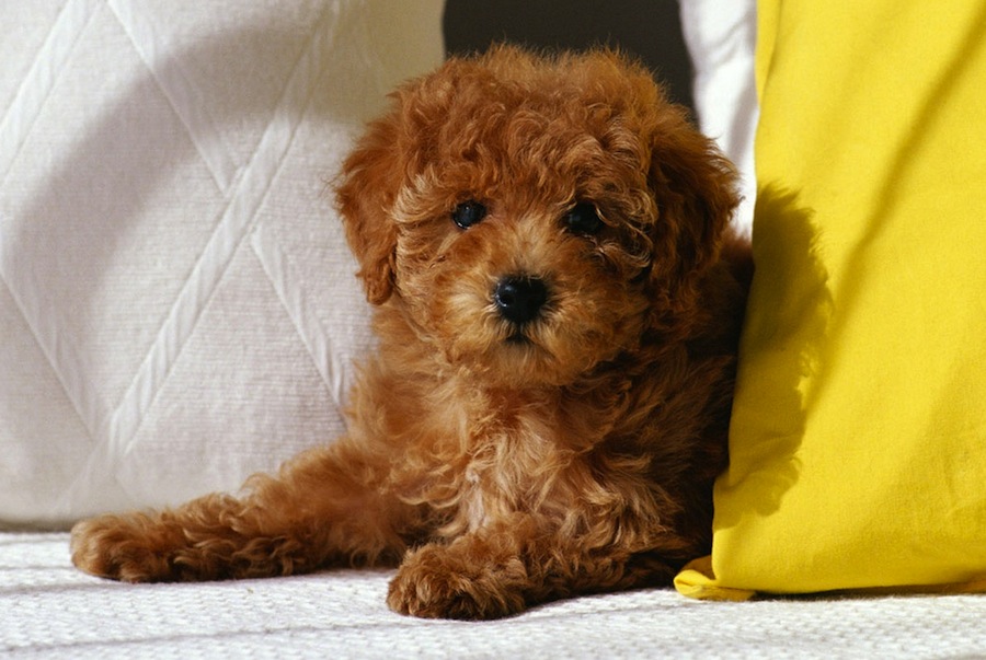 Most Expensive Small Dogs In The World Most Expensive Small Dogs In The World